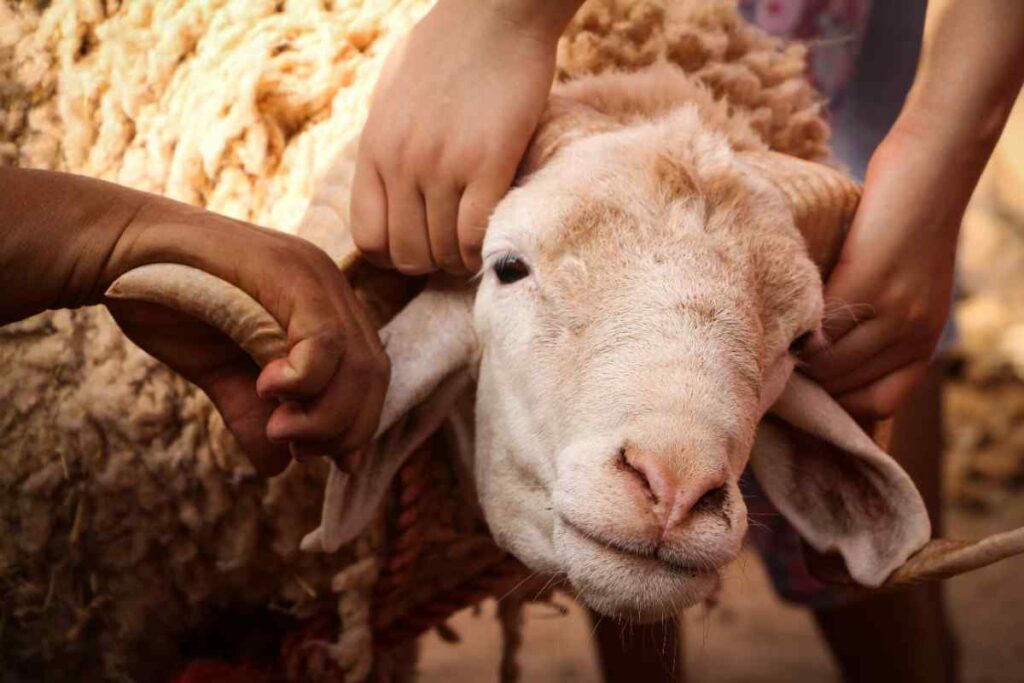 Sheep sacrifice is a Sunnah act of worship on the 10th of Dhul Hijjah.