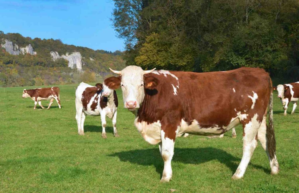 Best cows for the sacrifice.