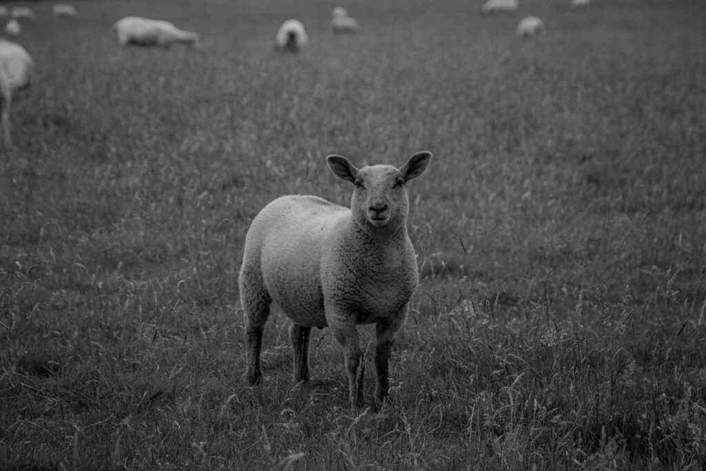 Healthy lamb in a meadow.