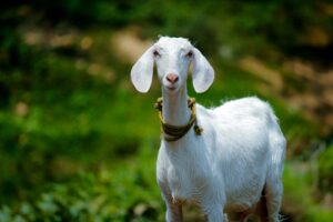 A white goat free from defects, fulfilling the rules of Qurbani.